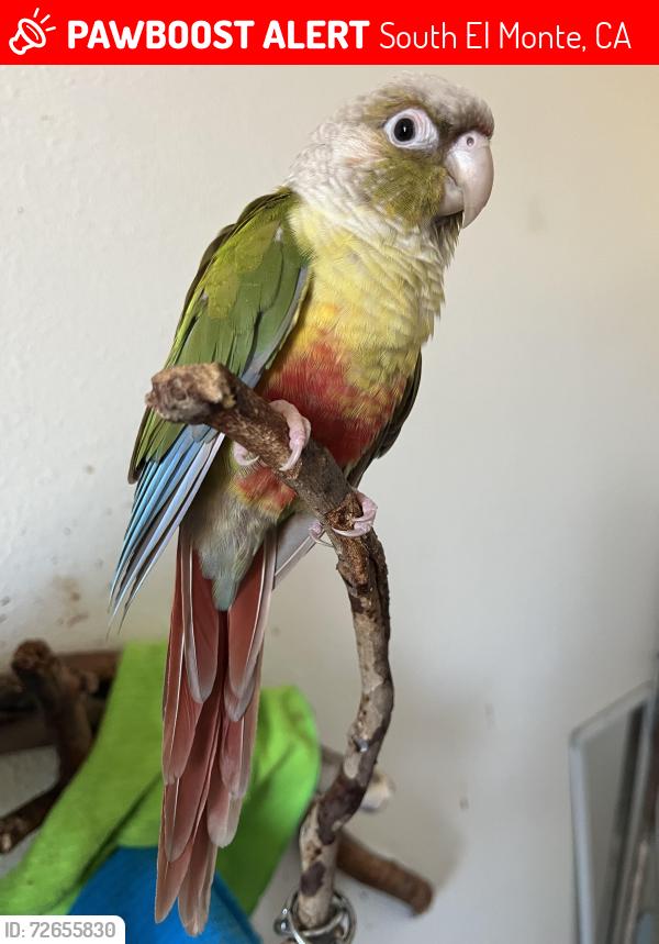 Lost Female Bird last seen Michael Hunt/Durfee/Peck 7-Eleven area, South El Monte, CA 91733