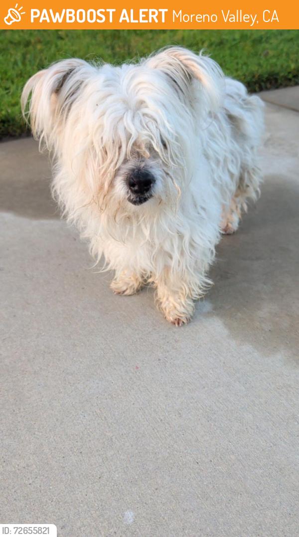 Found/Stray Male Dog last seen Avenida Anillo , Moreno Valley, CA 92555