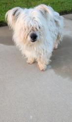 Found/Stray Male Dog last seen Avenida Anillo , Moreno Valley, CA 92555