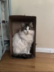 Lost Male Cat last seen Elmwood ave South , Fargo, ND 58103
