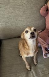 Lost Female Dog last seen Delaware and Webster , Fairfield, CA 94533