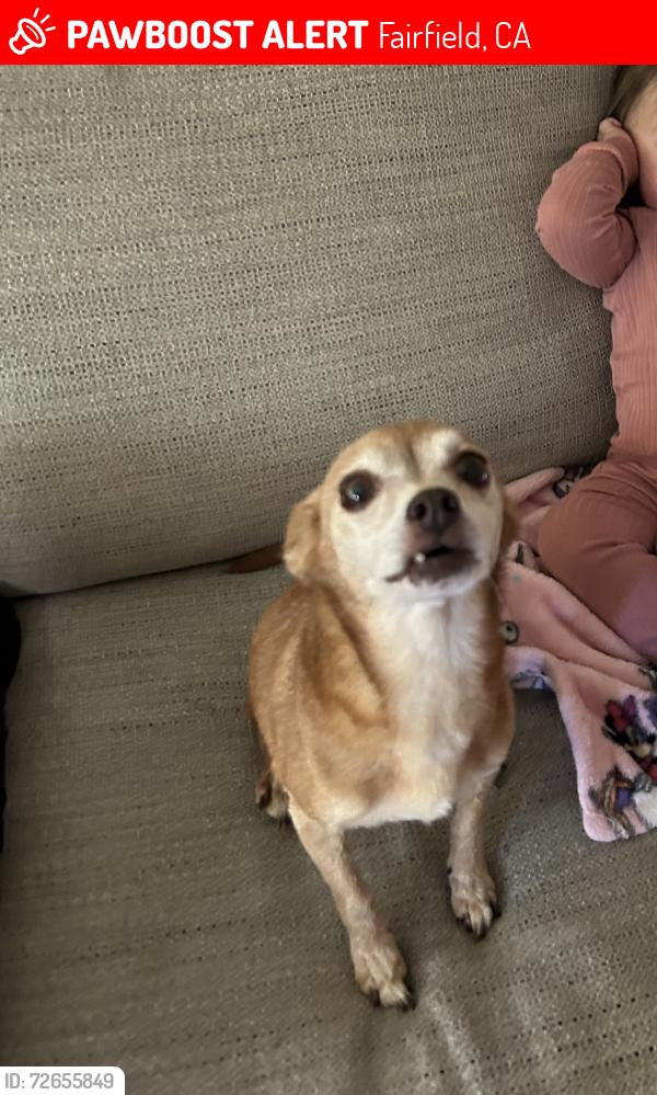 Lost Female Dog last seen Delaware and Webster , Fairfield, CA 94533