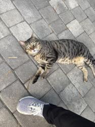 Found/Stray Male Cat last seen Neighborhood streets, Miami, FL 33155