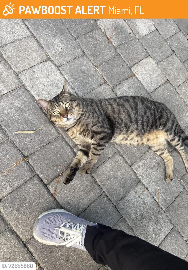 Found/Stray Male Cat last seen Neighborhood streets, Miami, FL 33155