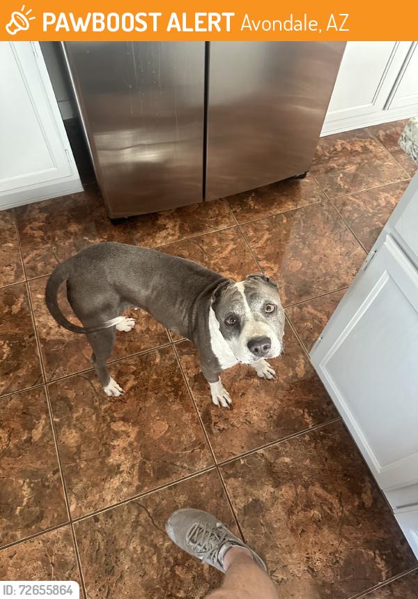 Found/Stray Female Dog last seen On grass patch near boat loading dock, Avondale, AZ 85392