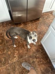 Found/Stray Female Dog last seen On grass patch near boat loading dock, Avondale, AZ 85392
