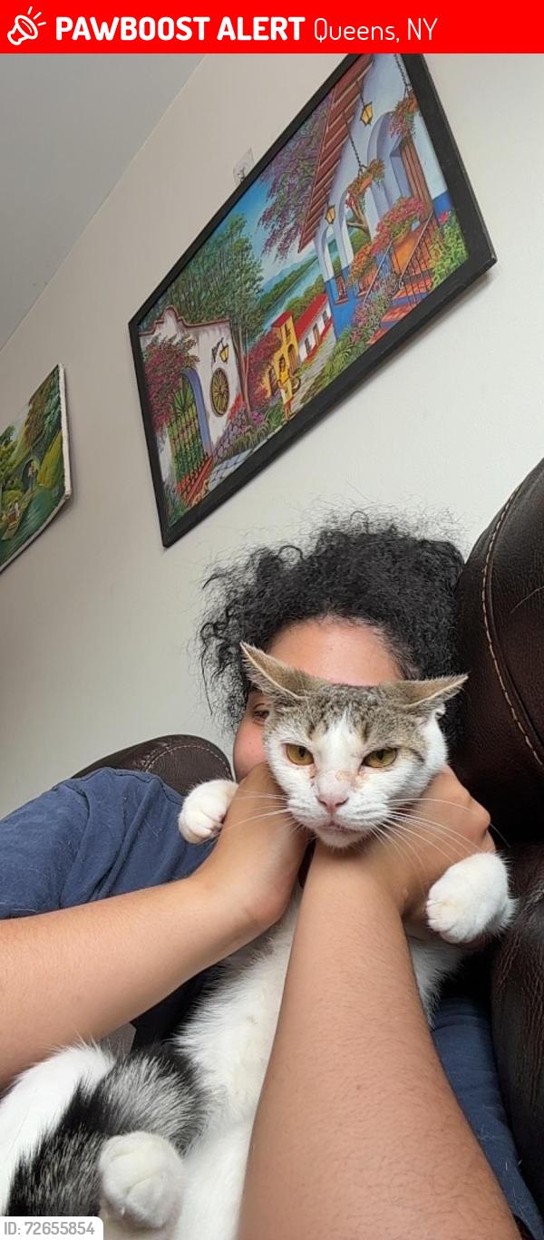 Lost Female Cat last seen School of heros, Queens, NY 11378