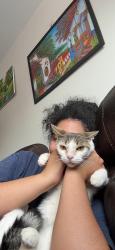 Lost Female Cat last seen School of heros, Queens, NY 11378