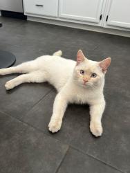 Lost Male Cat last seen SVL Parkway and Pahute Ave , Spring Valley Lake, CA 92395