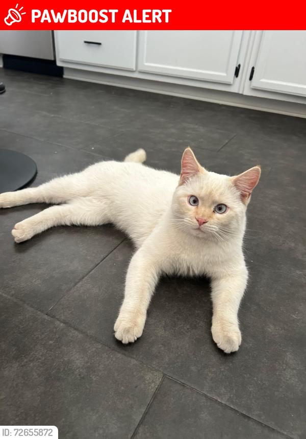 Lost Male Cat last seen SVL Parkway and Pahute Ave , Spring Valley Lake, CA 92395