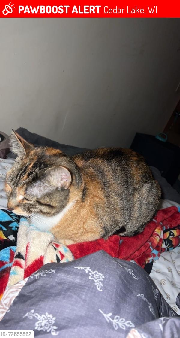Lost Female Cat last seen hemlock lake boat ramp, Cedar Lake, WI 54868