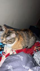 Lost Female Cat last seen hemlock lake boat ramp, Cedar Lake, WI 54868