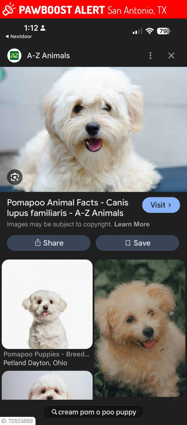 Lost Male Dog last seen Culebra , San Antonio, TX 78251