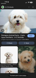 Lost Male Dog last seen Culebra , San Antonio, TX 78251