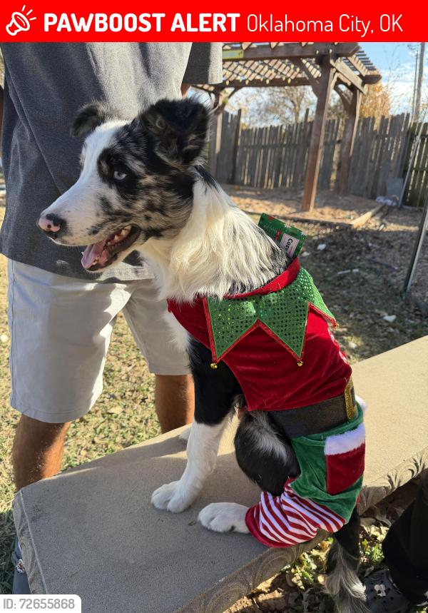 Lost Male Dog last seen Nw 115th and Florida Ave, Oklahoma City, OK 73114