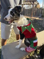 Lost Male Dog last seen Nw 115th and Florida Ave, Oklahoma City, OK 73114
