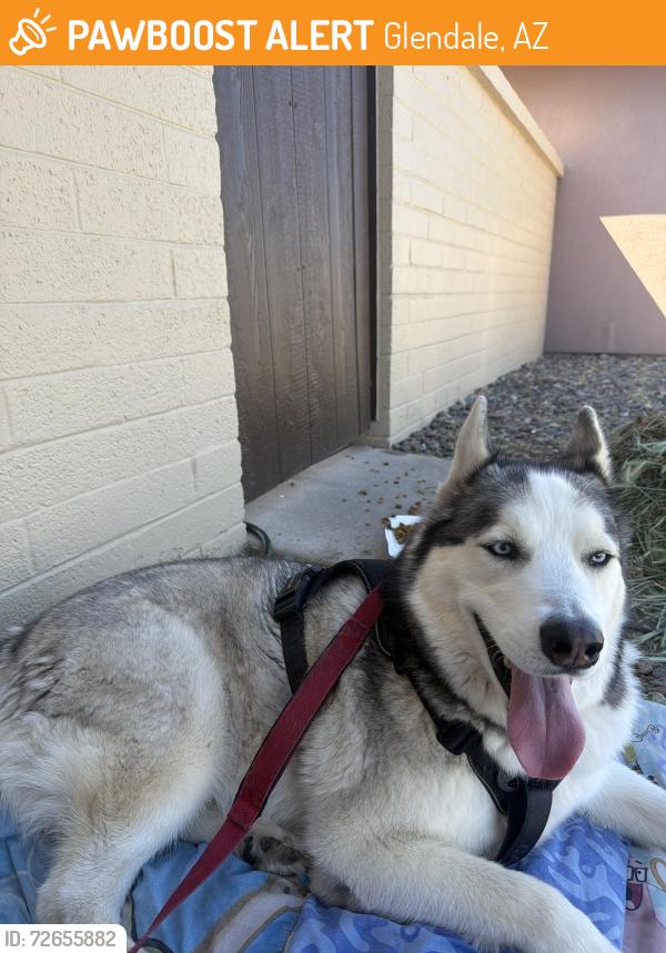 Found/Stray Male Dog last seen 53rd Ave and Country Gables, Glendale, AZ 85306
