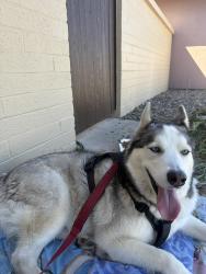 Found/Stray Male Dog last seen 53rd Ave and Country Gables, Glendale, AZ 85306