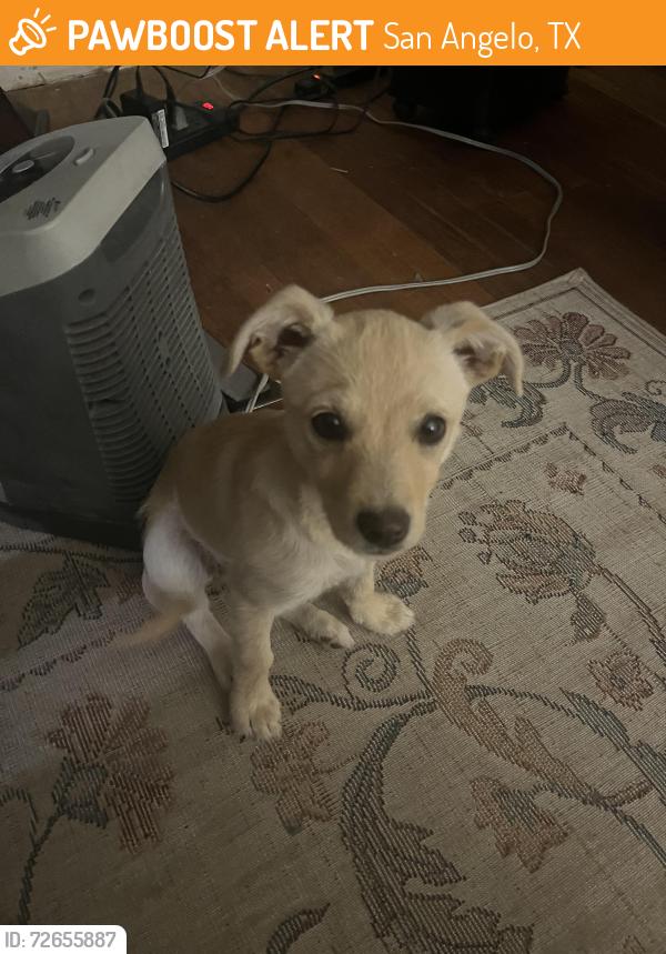 Found/Stray Female Dog last seen Family Dollar, San Angelo, TX 76901