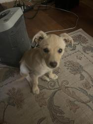 Found/Stray Female Dog last seen Family Dollar, San Angelo, TX 76901