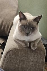 Lost Male Cat last seen Woodland village & swallow , Austin, TX 78750