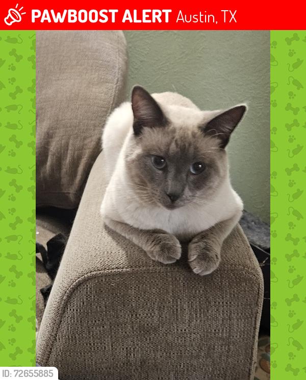 Lost Male Cat last seen Woodland village & swallow , Austin, TX 78750