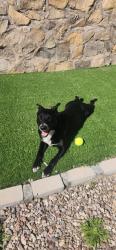 Lost Female Dog last seen Mccombs, El Paso, TX 79934
