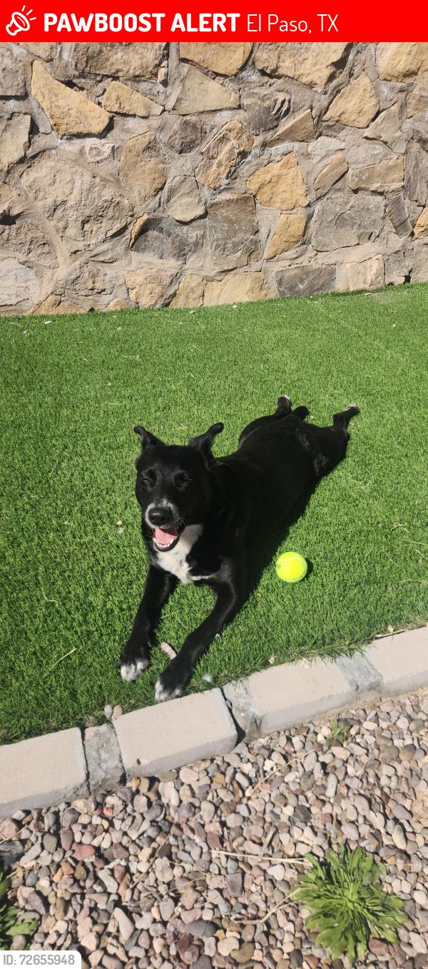 Lost Female Dog last seen Mccombs, El Paso, TX 79934