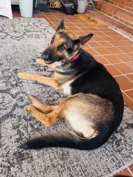 Found/Stray Female Dog last seen Vance , Red Springs, NC 28377