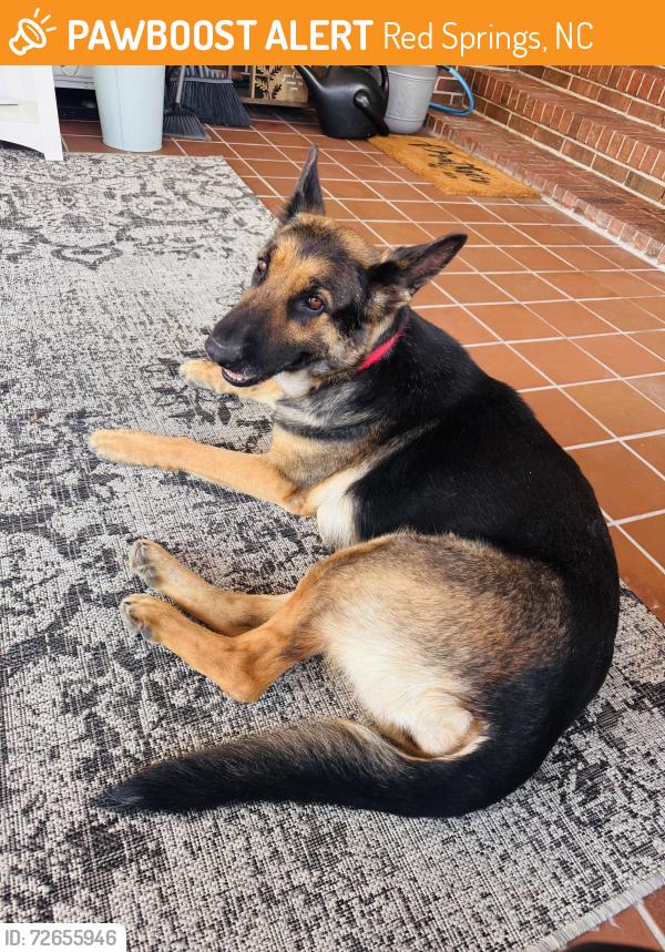 Found/Stray Female Dog last seen Vance , Red Springs, NC 28377