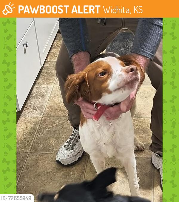 Found/Stray Male Dog last seen Elder and 3rd , Wichita, KS 67212