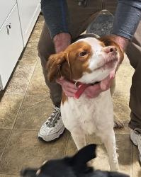 Found/Stray Male Dog last seen Elder and 3rd , Wichita, KS 67212
