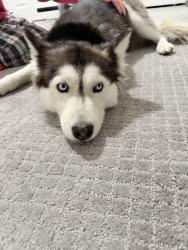 Found/Stray Female Dog last seen Dont know, Compton, CA 90222