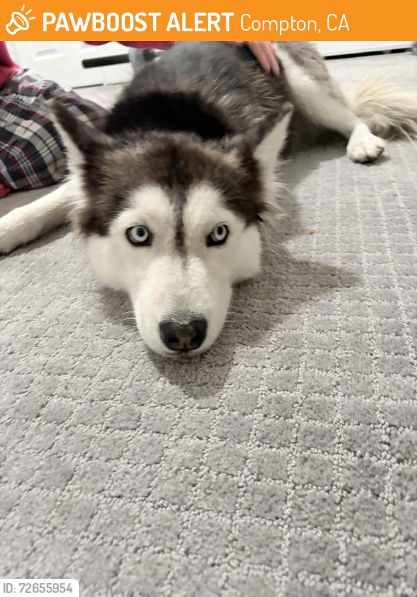 Found/Stray Female Dog last seen Dont know, Compton, CA 90222