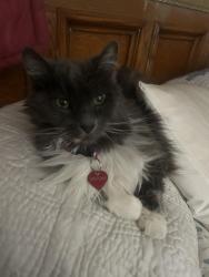 Lost Female Cat last seen Valley of enchantment , Crestline, CA 92325