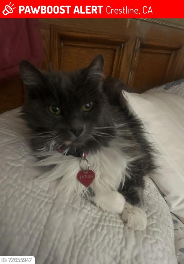 Lost Female Cat last seen Valley of enchantment , Crestline, CA 92325