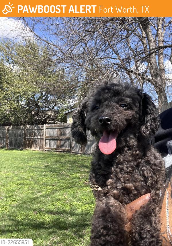 Found/Stray Female Dog last seen Dripping Springs Dr, Fort Worth, TX 76134