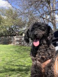 Found/Stray Female Dog last seen Dripping Springs Dr, Fort Worth, TX 76134