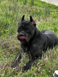 Found/Stray Female Dog last seen Old Alabama Road & Sewell Road, Bartow County, Ga, Bartow County, GA 30178