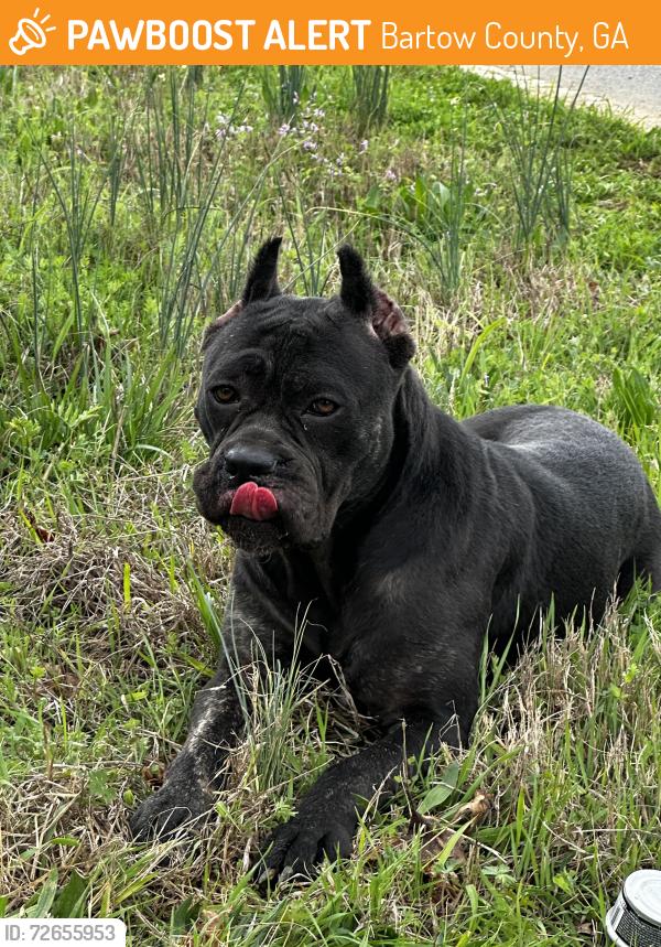 Found/Stray Female Dog last seen Old Alabama Road & Sewell Road, Bartow County, Ga, Bartow County, GA 30178