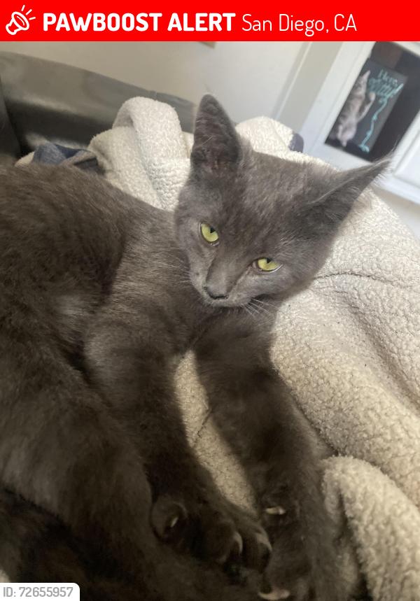 Lost Female Cat last seen Clinton street , San Diego, CA 92113
