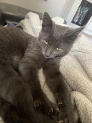 Lost Female Cat last seen Clinton street , San Diego, CA 92113