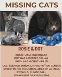 Lost Female Cat last seen Center st, La Mesa, CA 91942
