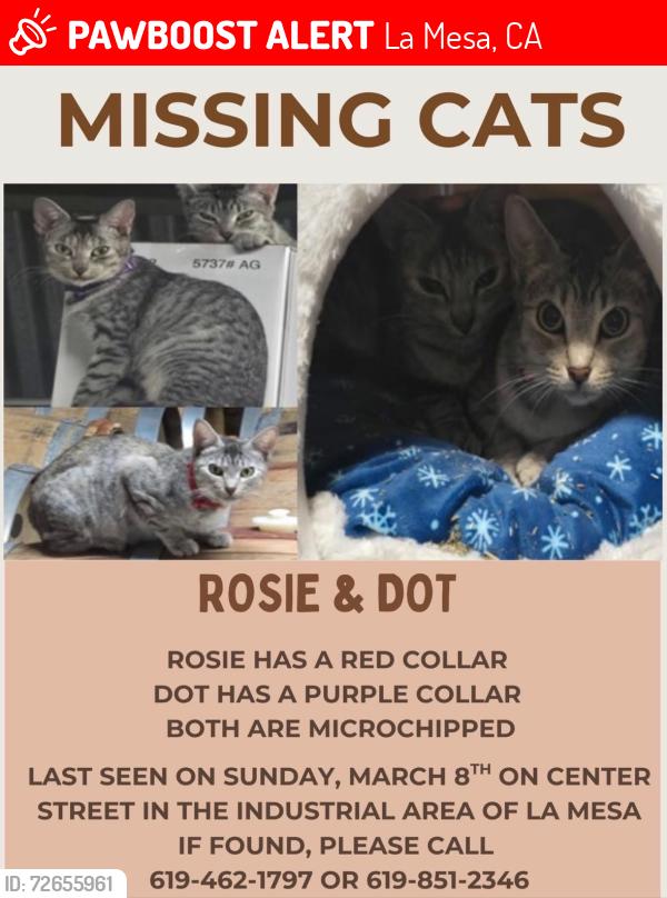 Lost Female Cat last seen Center st, La Mesa, CA 91942