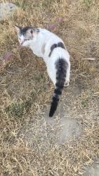 Lost Male Cat last seen Oakland and palm, Hemet, CA 92543