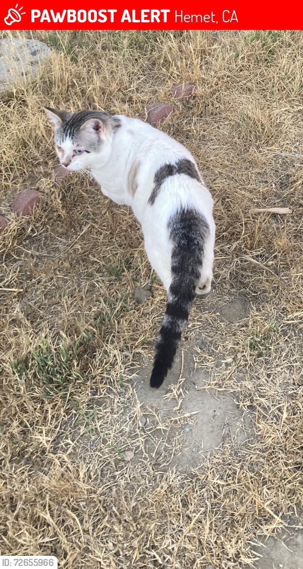 Lost Male Cat last seen Oakland and palm, Hemet, CA 92543