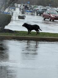 Found/Stray Male Dog last seen Near N Keystone Ave, Indianapolis, IN 46240
