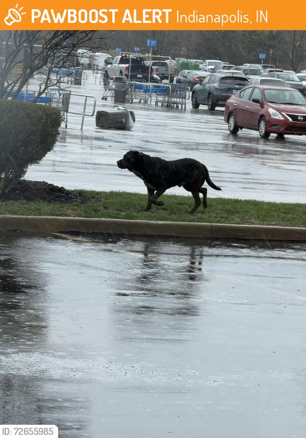 Found/Stray Male Dog last seen Near N Keystone Ave, Indianapolis, IN 46240