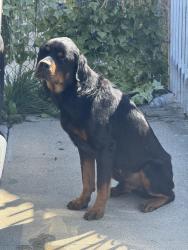 Found/Stray Male Dog last seen Crenshaw & 52 St, Los Angeles, CA 90043