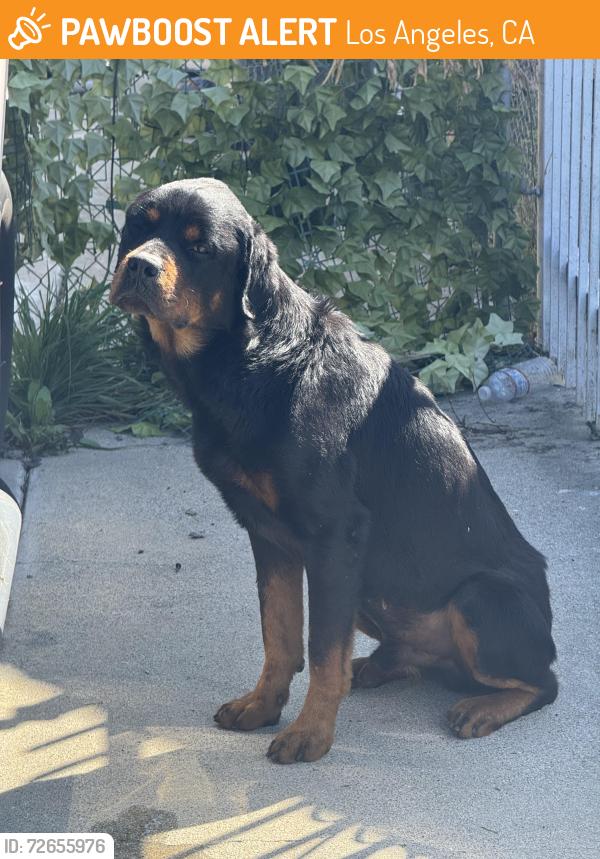 Found/Stray Male Dog last seen Crenshaw & 52 St, Los Angeles, CA 90043